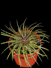 Dyckia dawsonii 'Pink Spines' - Tropiflora