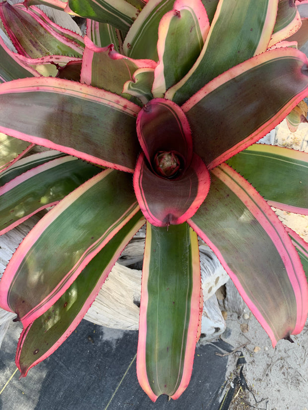 Neoregelia 'Gigabyte'