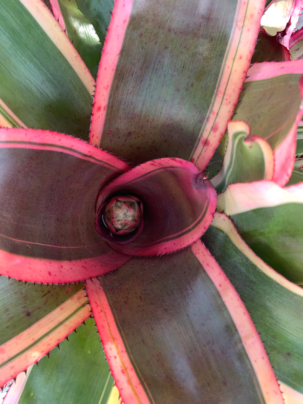 Neoregelia 'Gigabyte'