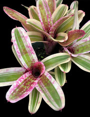 Neoregelia 'Ladybug' albomarginated