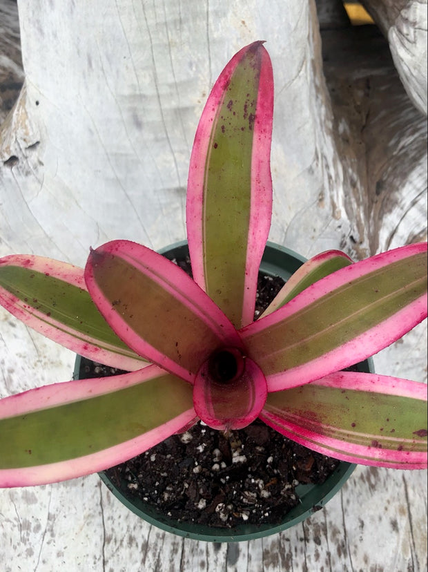 Neoregelia 'Pop Tart'