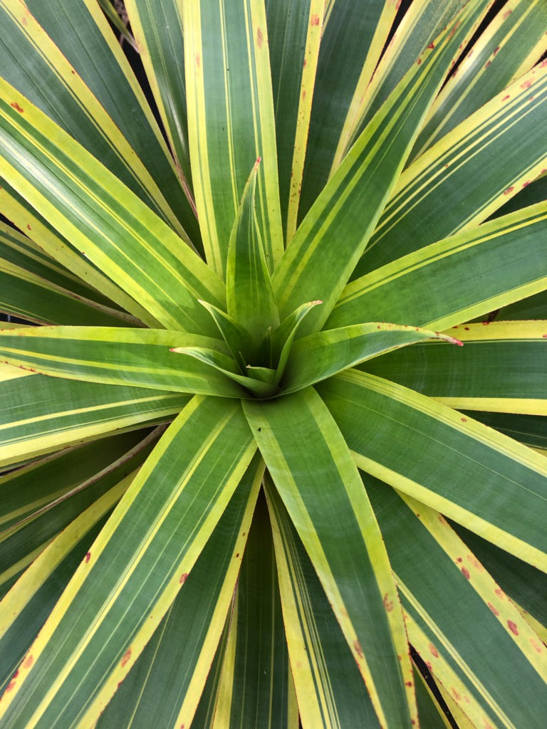 Alcantarea 'Aurora' – Tropiflora