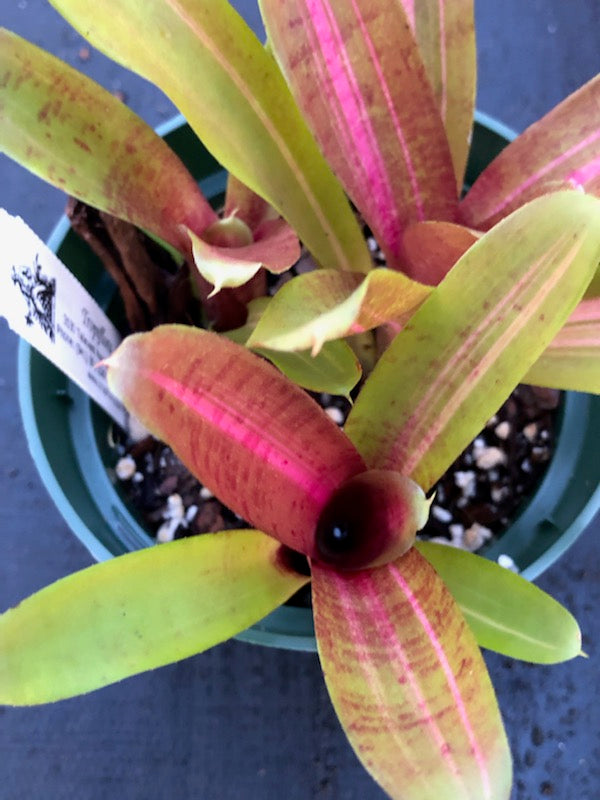 Neoregelia 'Kilihune'