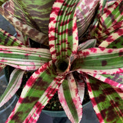 Neoregelia 'King Cobra'