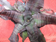 Cryptanthus 'Kakadu'