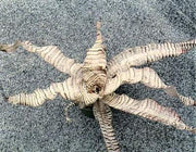 Cryptanthus 'Ken Vinzant'