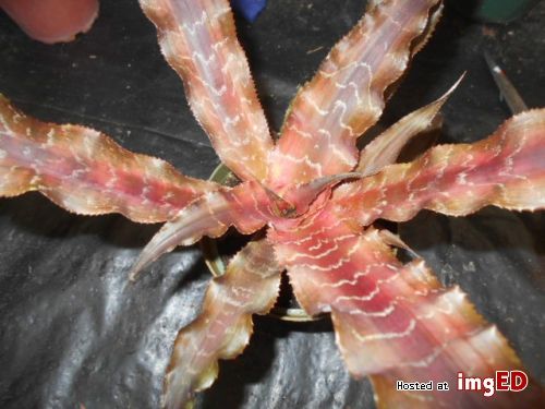 Cryptanthus 'Mason Congo'