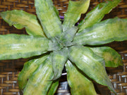 Cryptanthus 'Mr. Celophane'