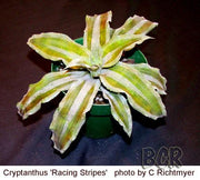 Cryptanthus 'Racing Stripes'
