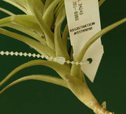 TIE (100 Count Bag) - Tropiflora