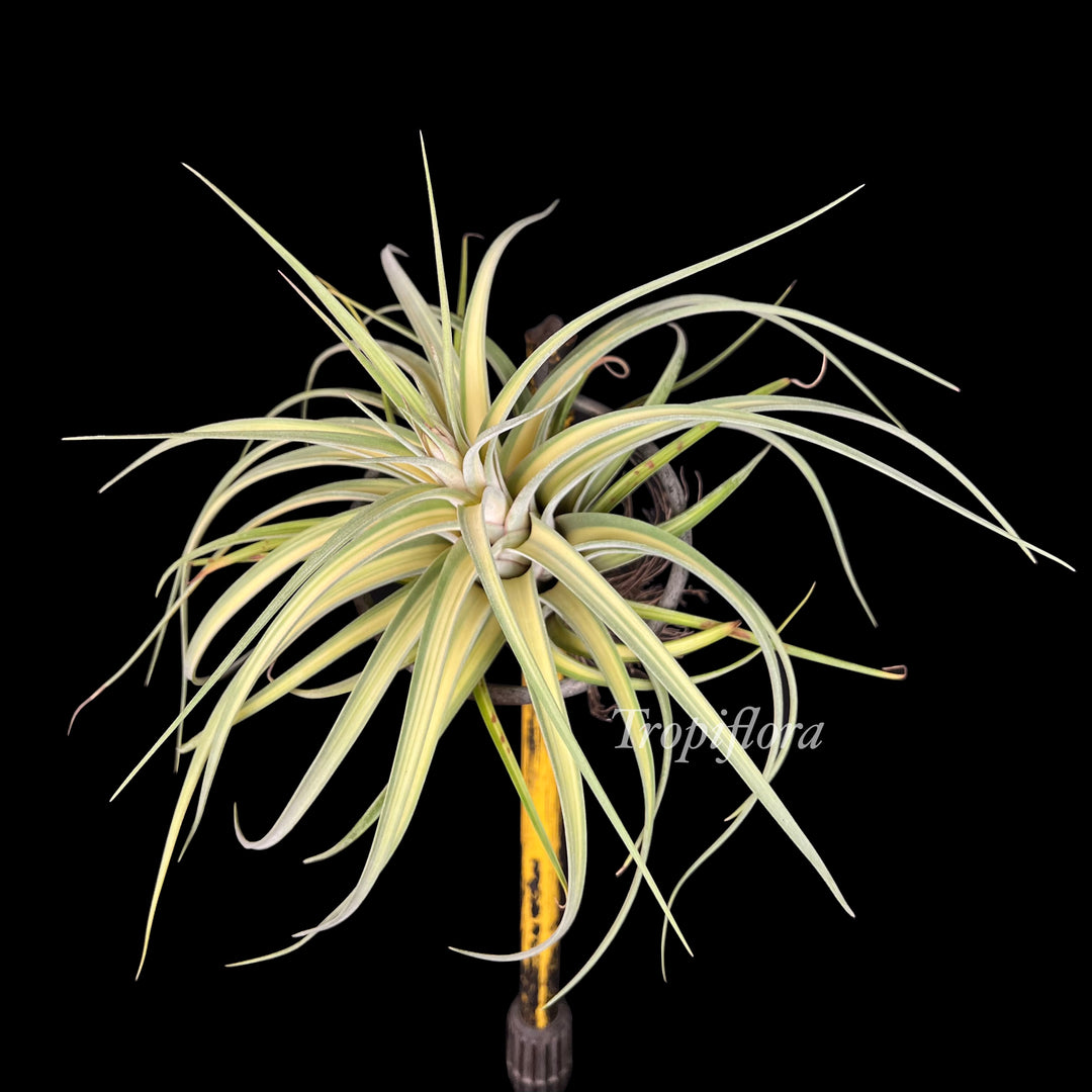 Tillandsia 'Extravagance' – Tropiflora