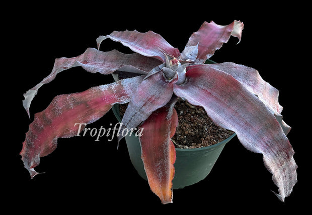 Cryptanthus 'Anthony Warfield'