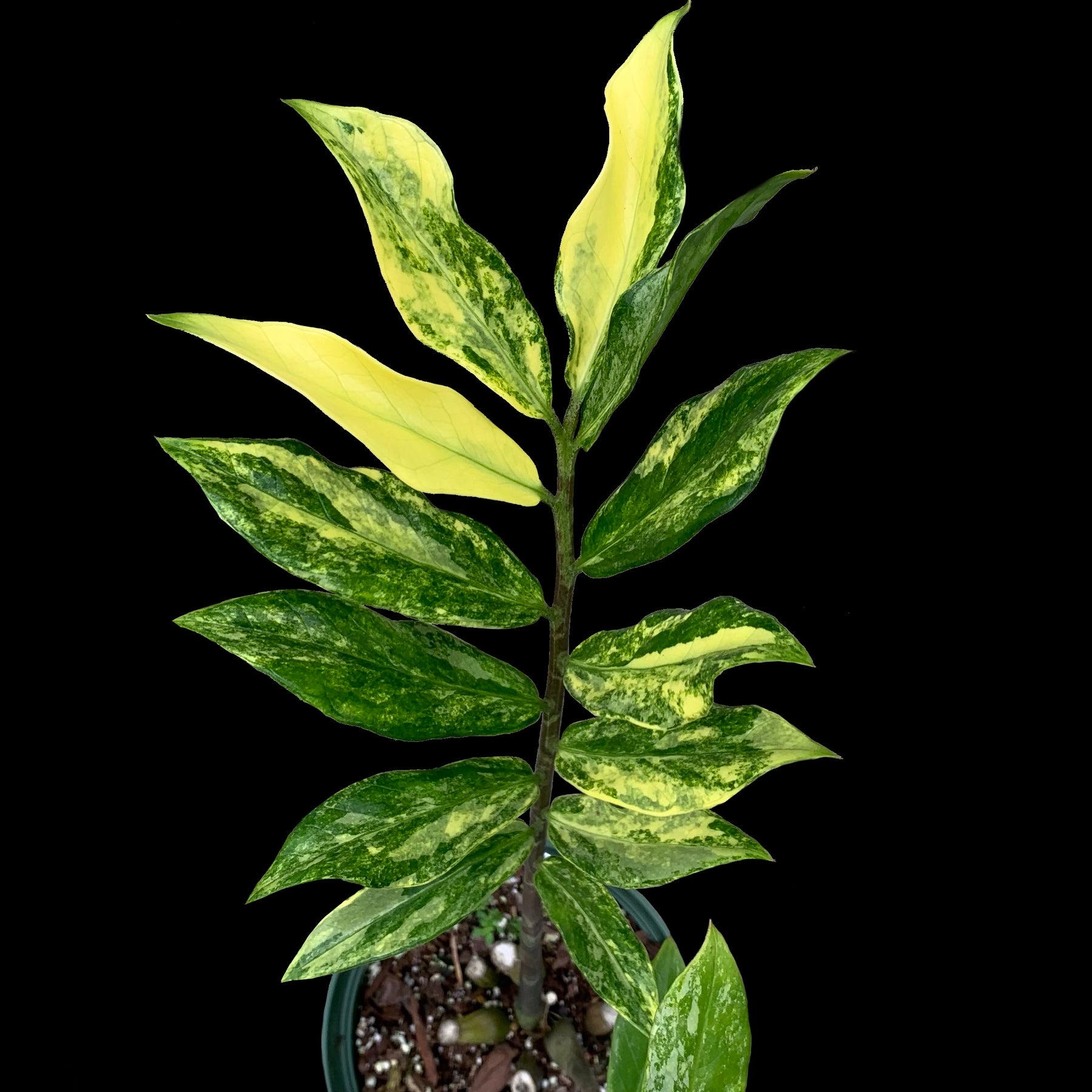 Zamioculcas zamiifolia 'Lancifolia' variegated – Tropiflora