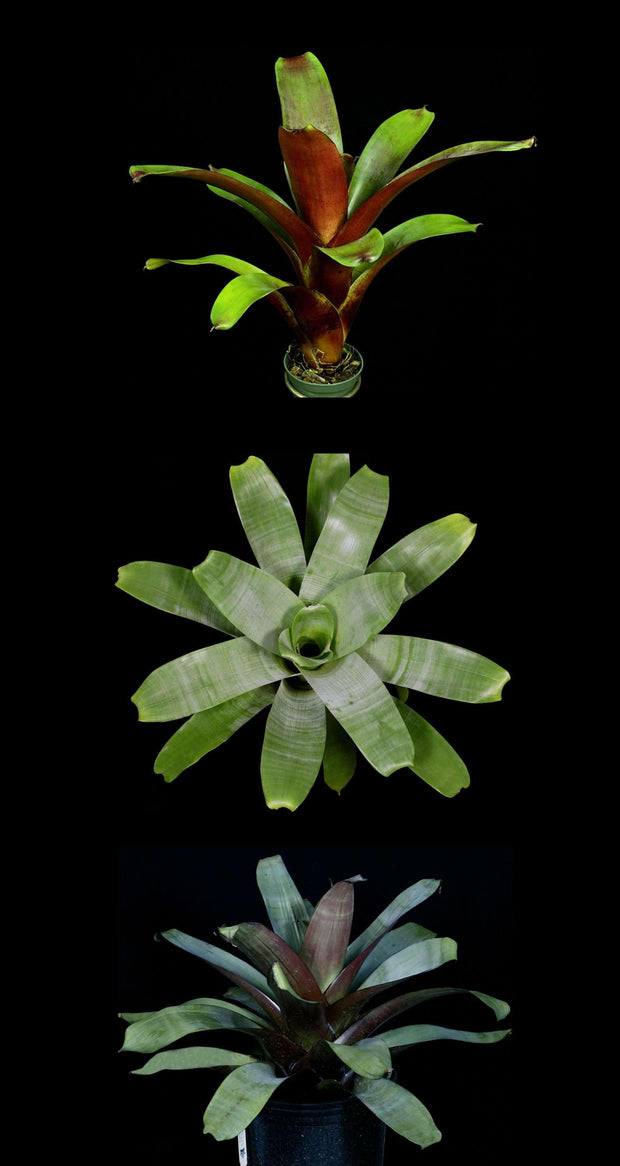 Alcantarea Collection - Tropiflora