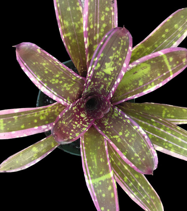 Neoregelia 'Always Karen'