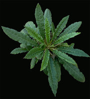Dorstenia crispa x horwoodii hybrid