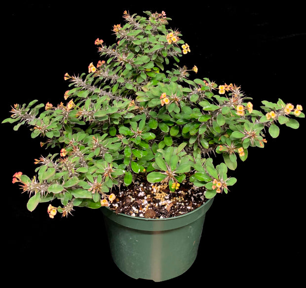 Euphorbia milii 'Greenhouse Hybrid'