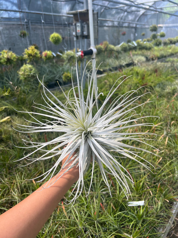 Tillandsia tectorum 'Wide Form'