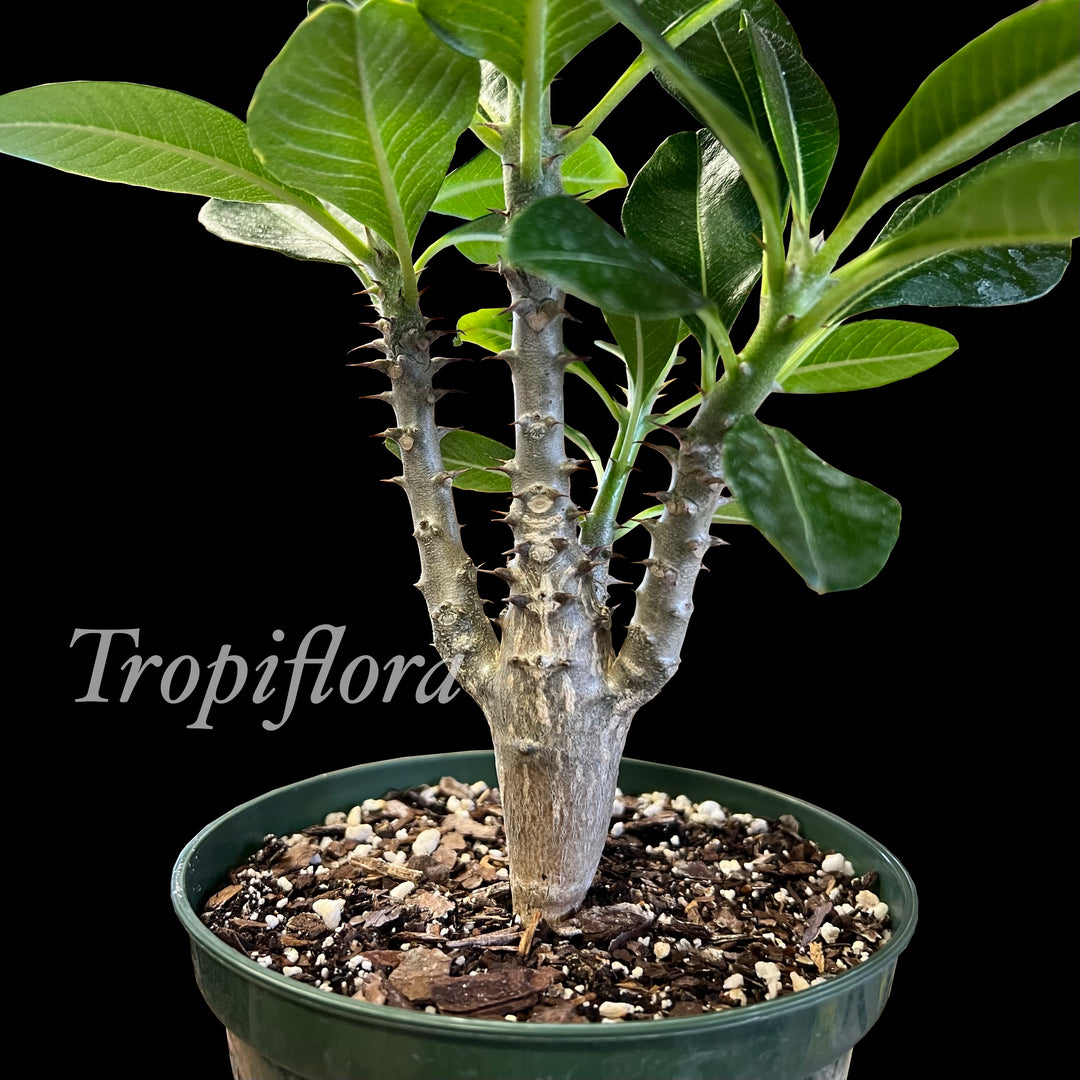 Pachypodium baronii v. windsorii – Tropiflora