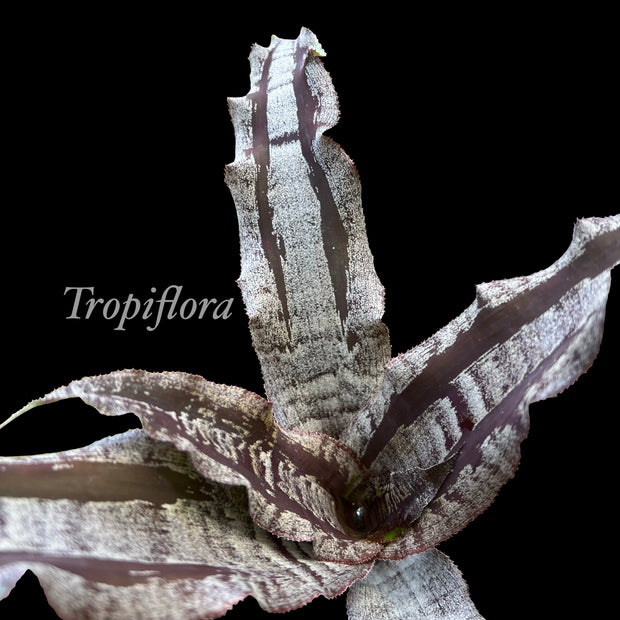 Cryptanthus 'Riptide'