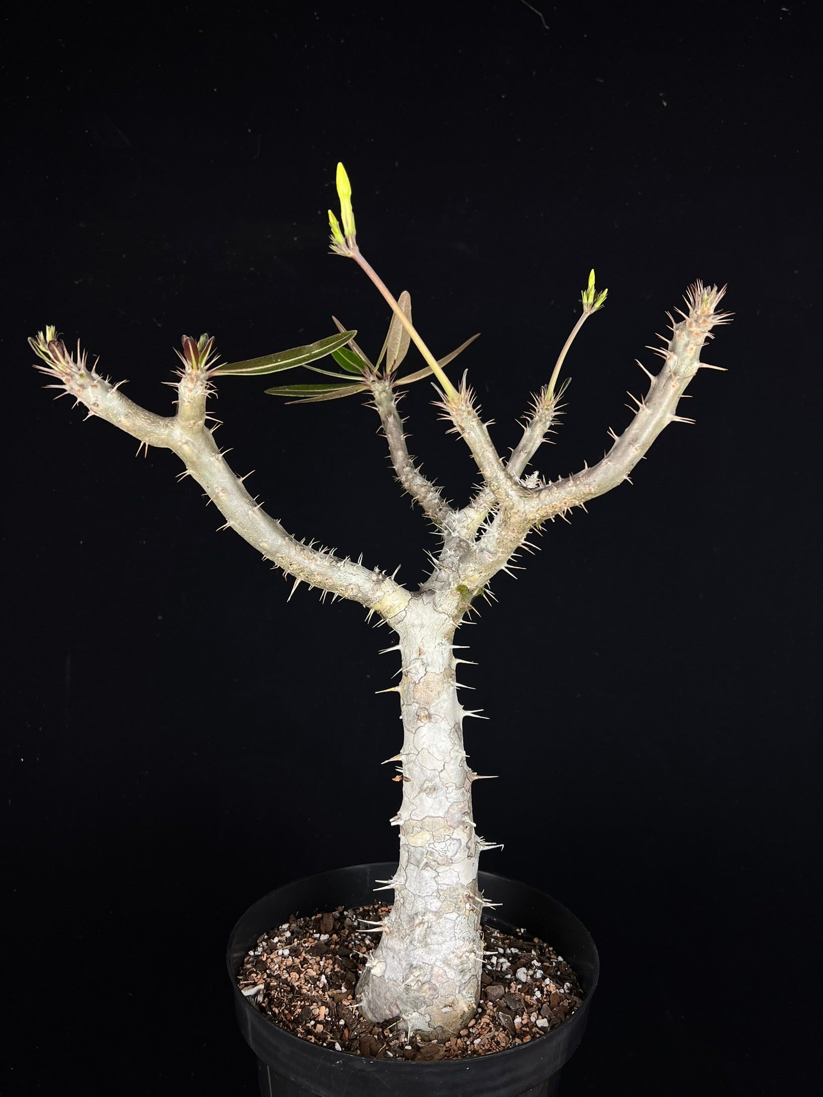 1624パキポディウム ロスラーツム Pachypodium cactipes Pachypodium cactipes - Simply Natural