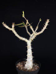 Pachypodium cactipes