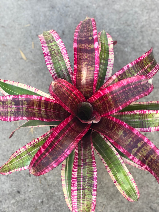 Neoregelia 'Perpetual Motion'