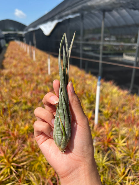 Tillandsia subulifera – Tropiflora