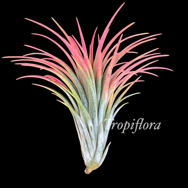 Tillandsia turquinensis x ionantha variegata