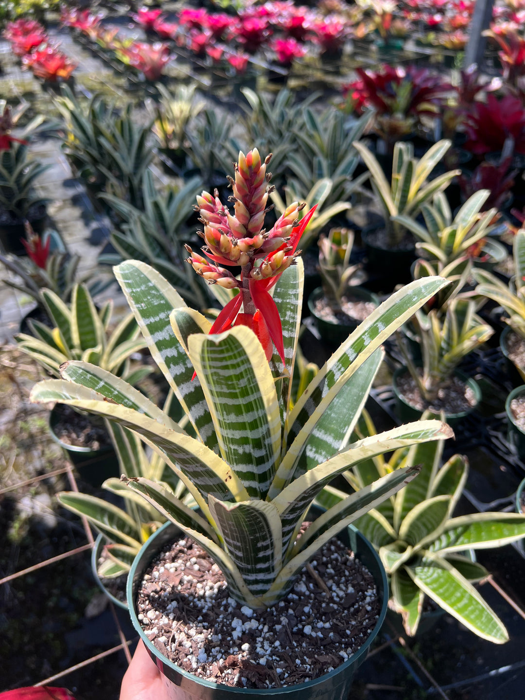Aechmea 'Skotak's Wild Ace' – Tropiflora