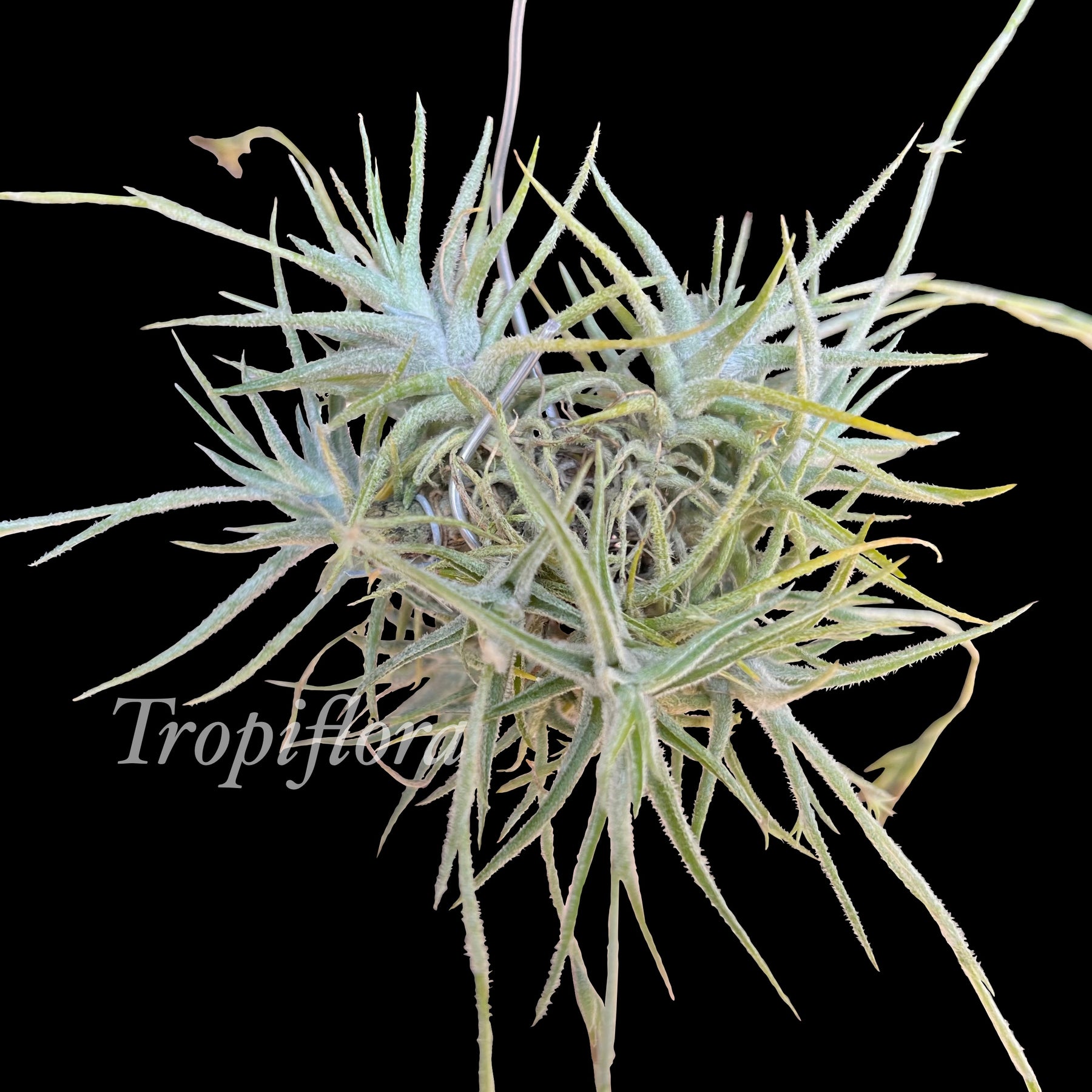 Tillandsia spiralipetala – Tropiflora