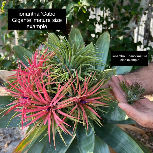 Tillandsia ionantha 'Cabo Gigante'