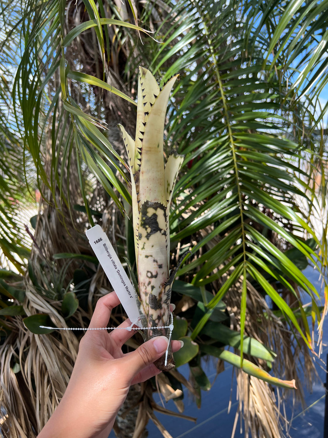 観葉植物 ビルベルギア Billbergia vittata 'Domingos Martins' from Olive Trevor Australia ①