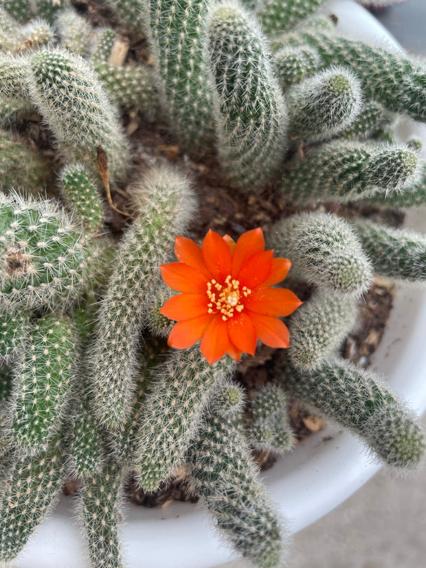 Rebutia species