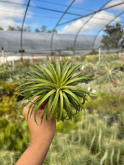 Tillandsia ionantha 'Cabo Gigante'