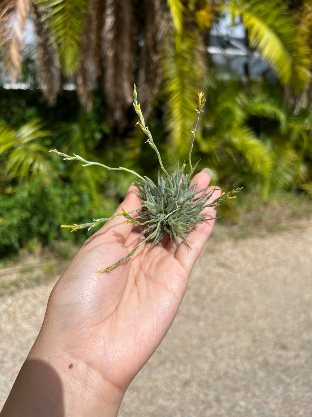 Tillandsia loliacea – Tropiflora