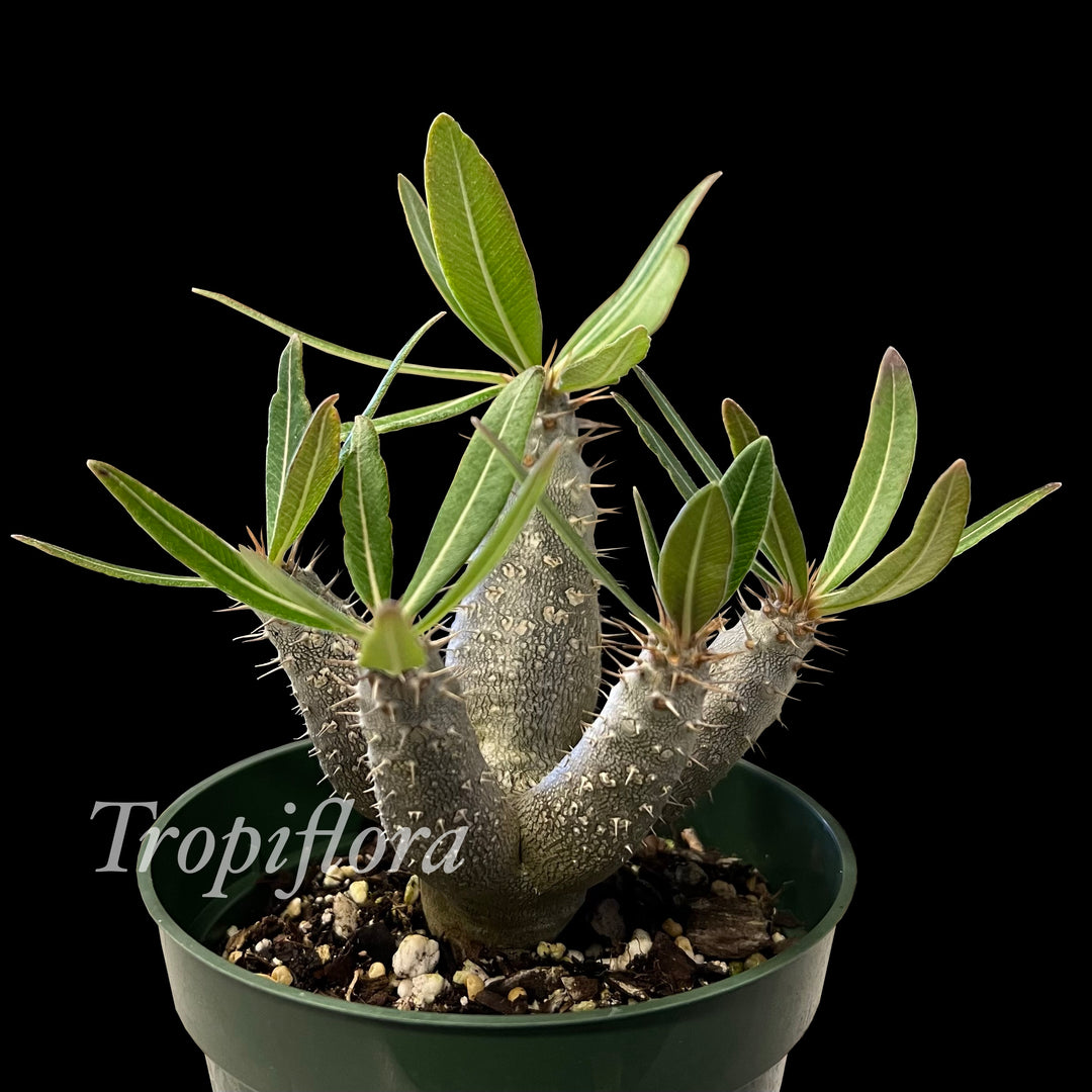Pachypodium gracilius – Tropiflora