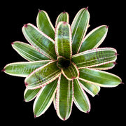 Neoregelia Atomic Fusion