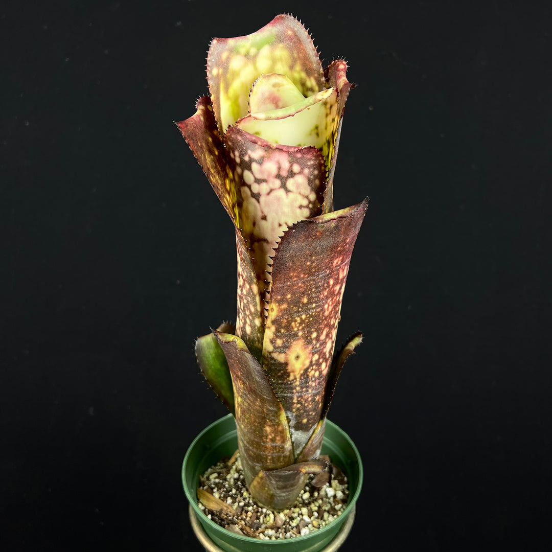 ブロメリア・エアープランツ Billbergia Midnight Sun Billbergia 'Midnight Sun' – Tropiflora