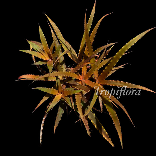 Cryptanthus warren-loosei