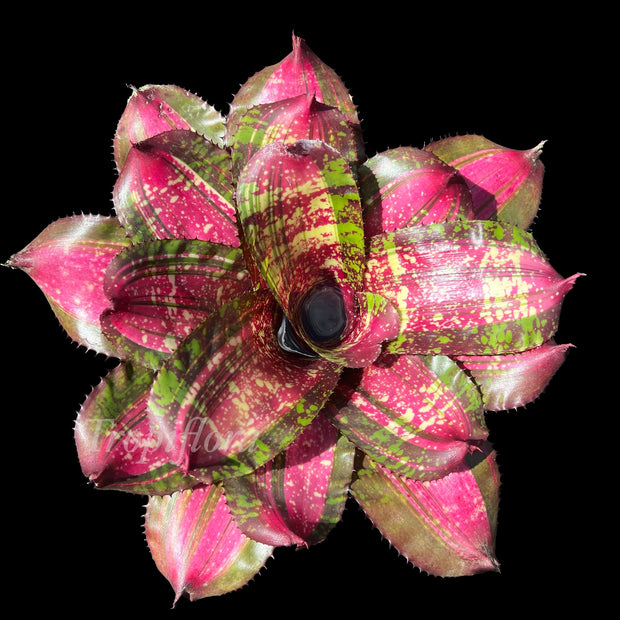 Neoregelia Full Throttle 6-Inch Pot