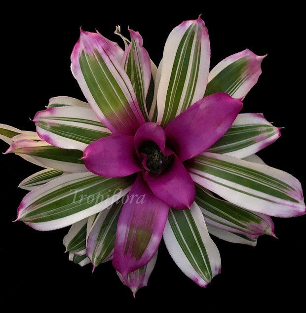 Neoregelia 'Shebang Bang'