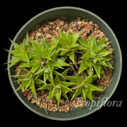 Deuterocohnia brevifolia v. brevifolia 'Little Marj'
