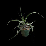 Encholirium magahalaesii x Puya laxa