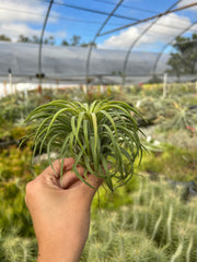 Tillandsia ionantha 'Cabo Gigante'