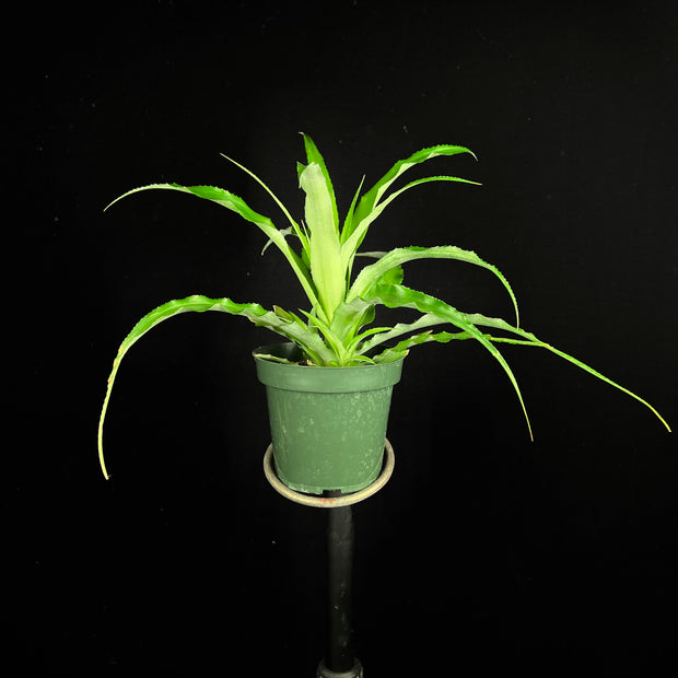 Cryptanthus colnagoi