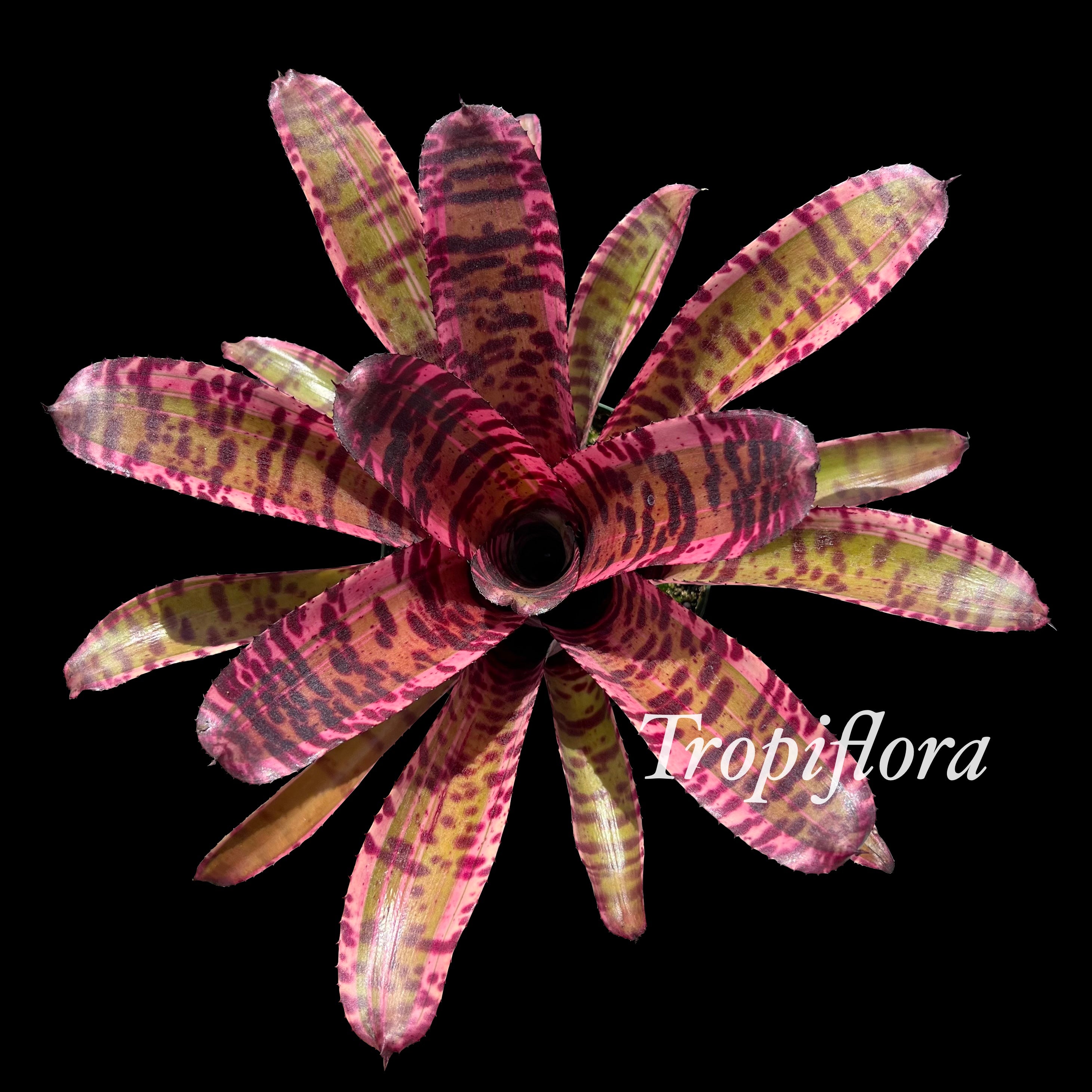 Neoregelia Insane Albo