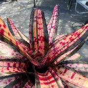 Neoregelia 'Legend'