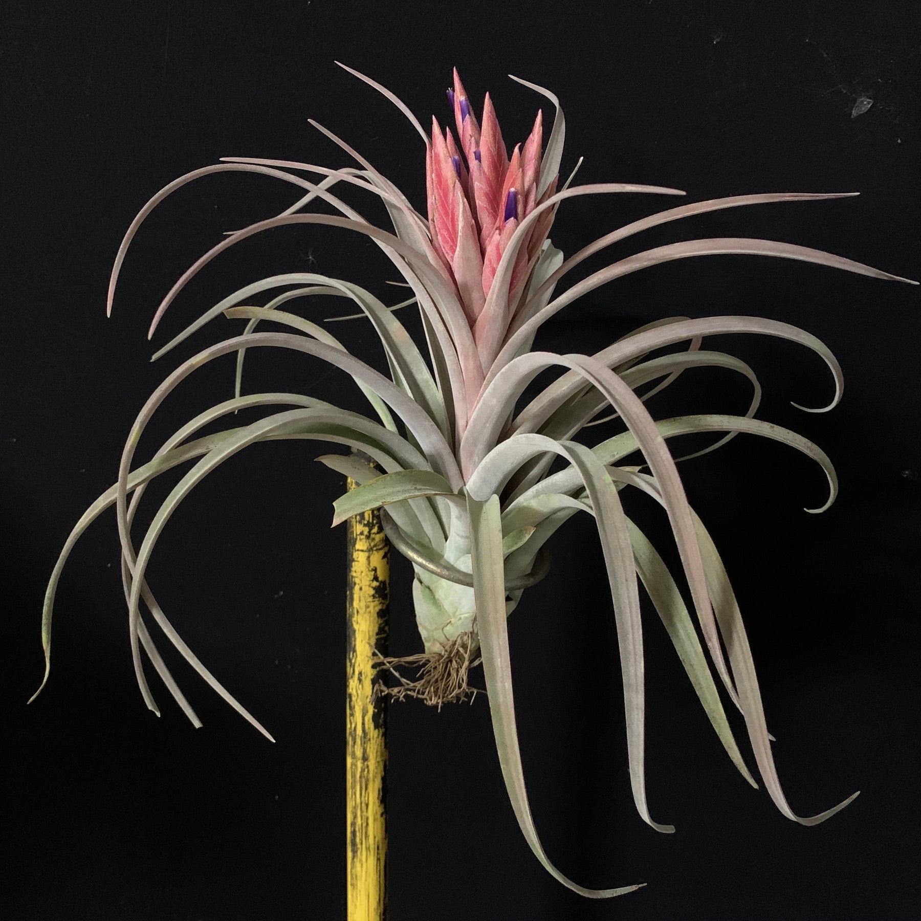 Tillandsia 'Tropical Fire' – Tropiflora