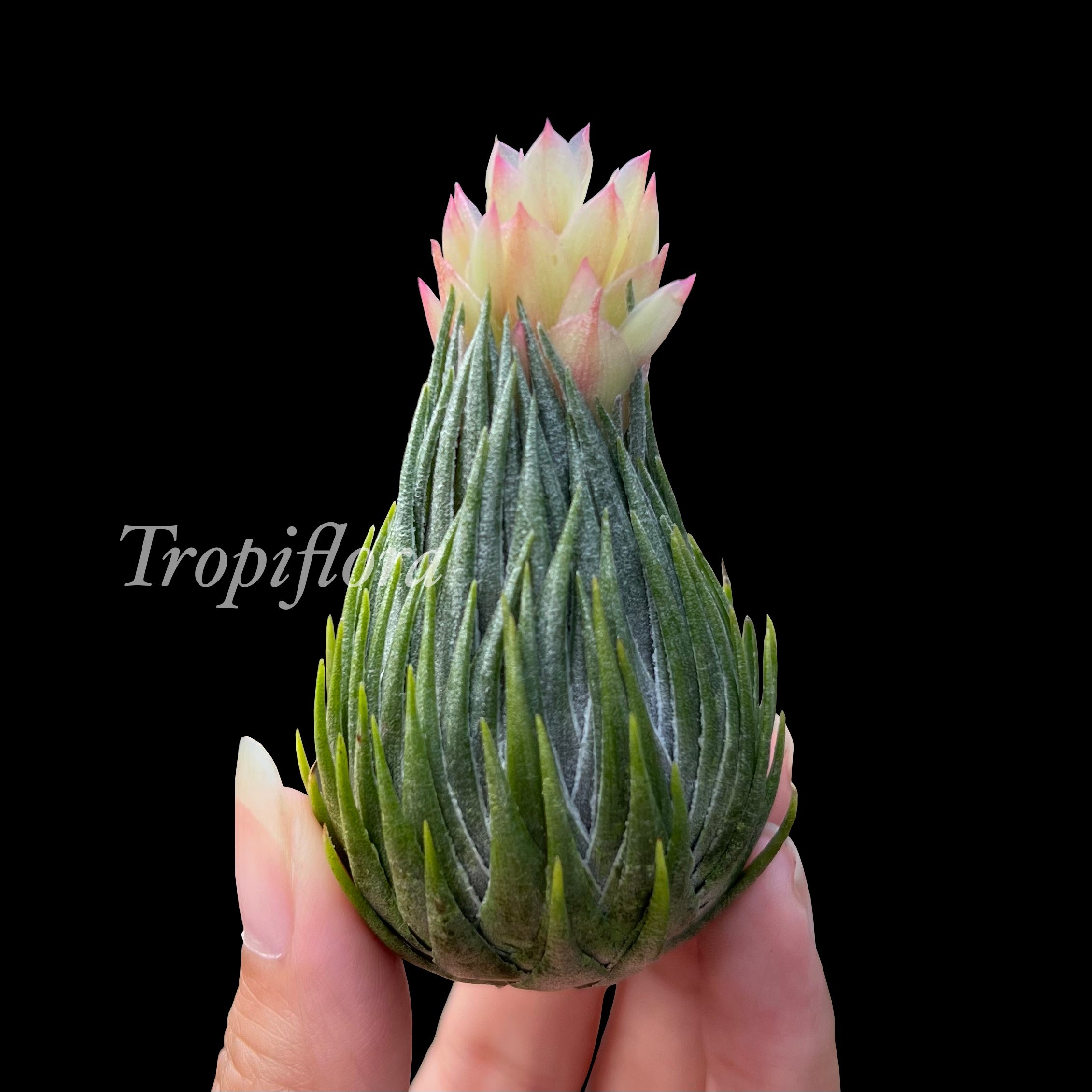 Tillandsia cacticola - Thumbnail 3